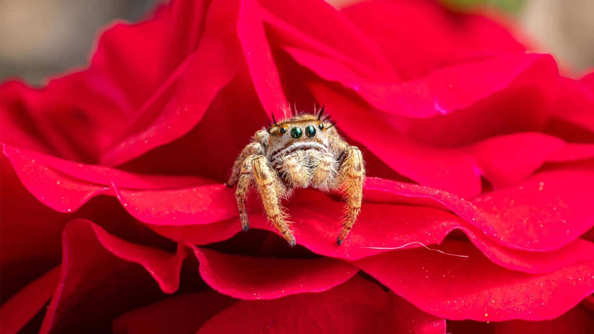 Featured image for “La saltarina sin límites”